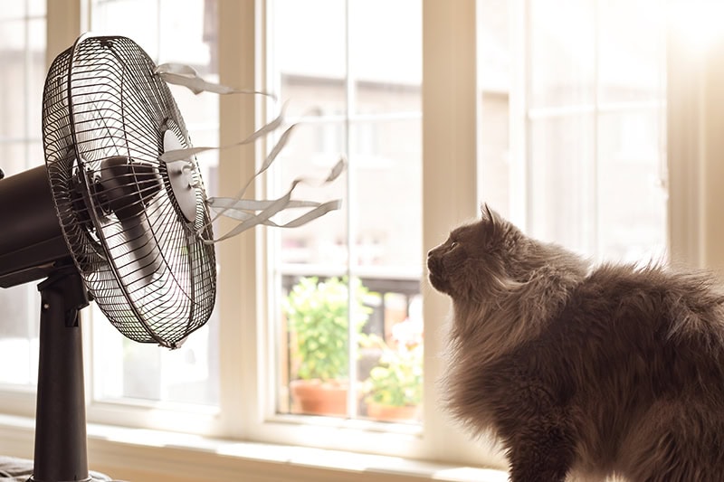 A fluffy grey cat enjoying a breeze indoors on what appears to be a warm day.